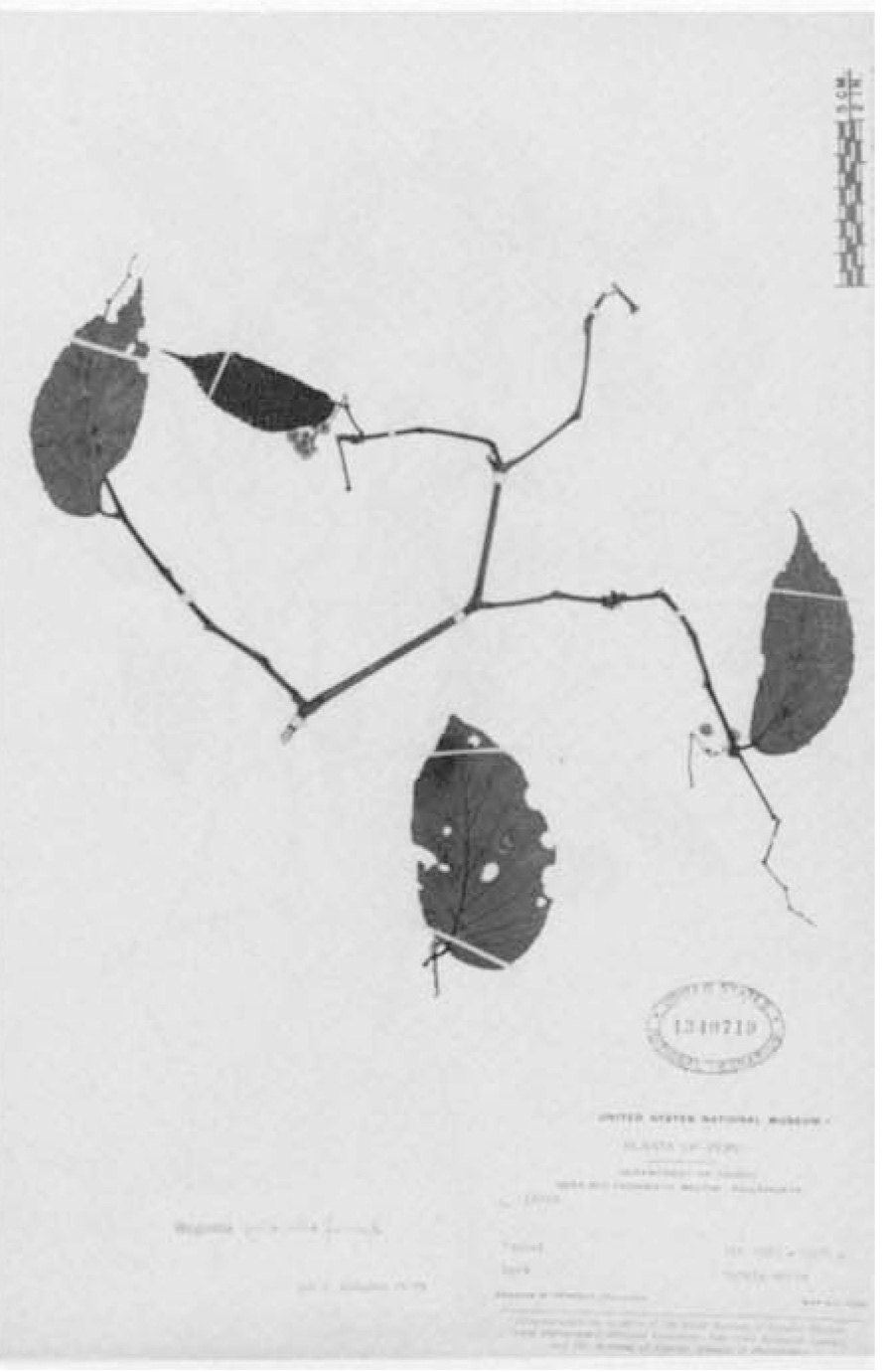 B. pilosella